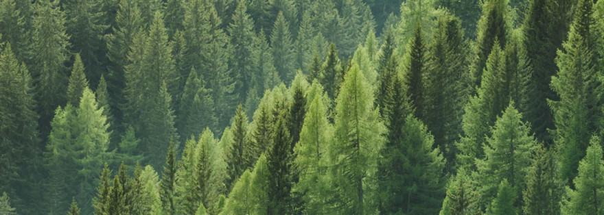 Sustainability